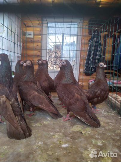 Голуби будапештские турманы