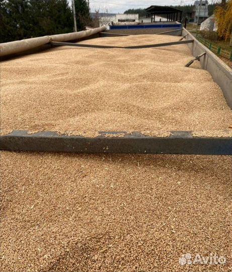 Кукуруза зерно пшеница ячмень любое зерно