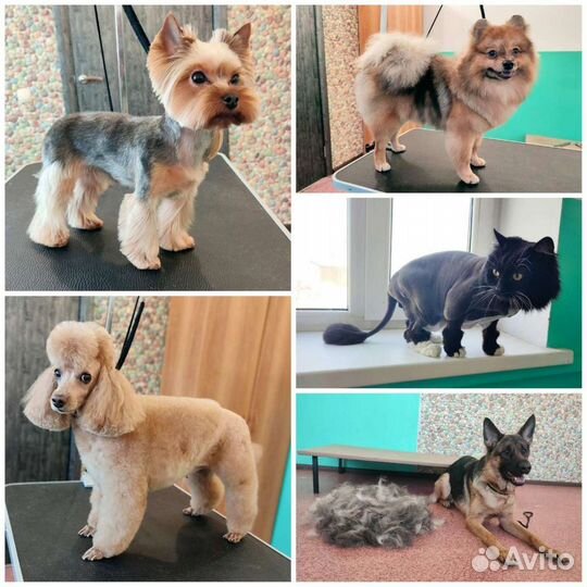 Груминг / уз чистка зубов