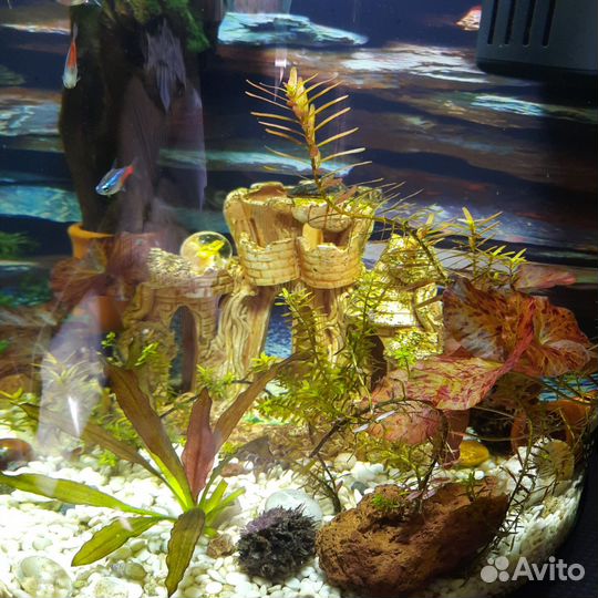 Нимфея для аквариума