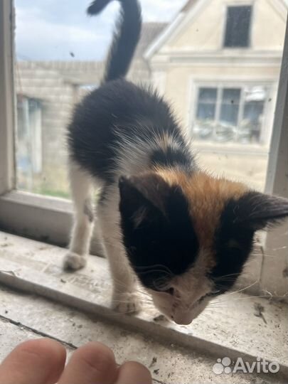 Котята в добрые руки даром бесплатно