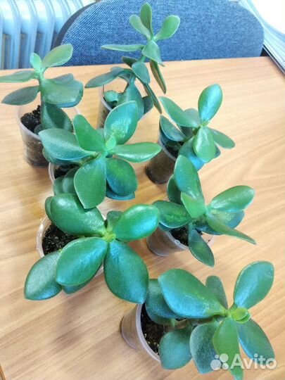 Денежное дерево (крассула, толстянка)