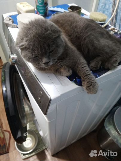 Шотландская вислоухая кошка бесплатно