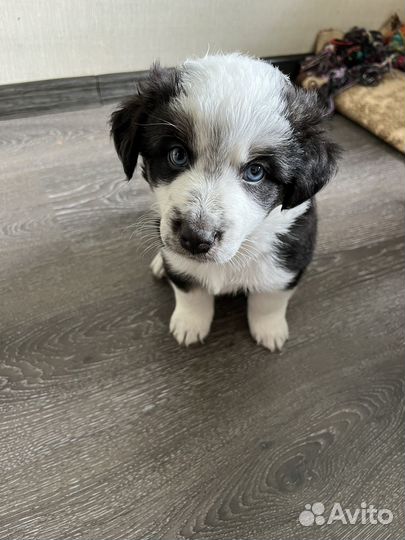 Щенки метисы хаски