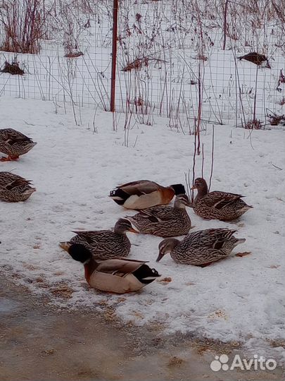 Подсадные утки