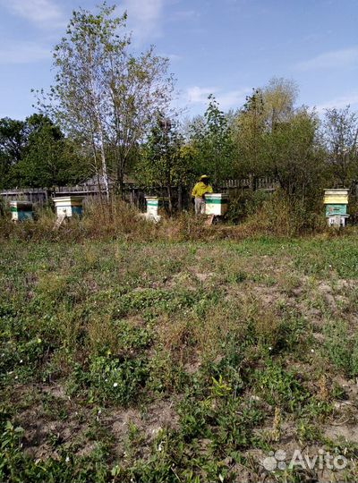 Продам пчел с ульями