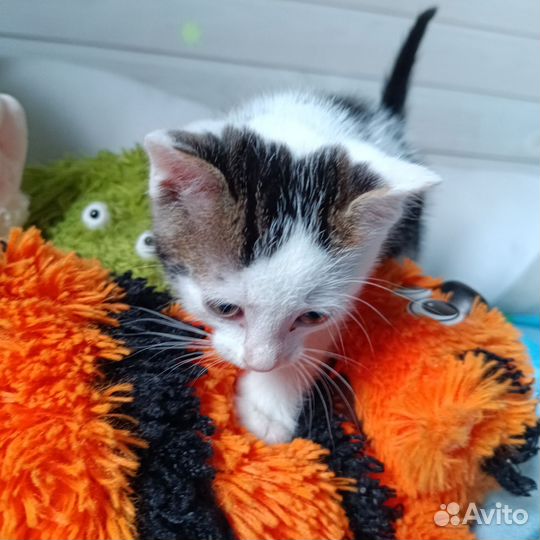 Кошка в дар бесплатно