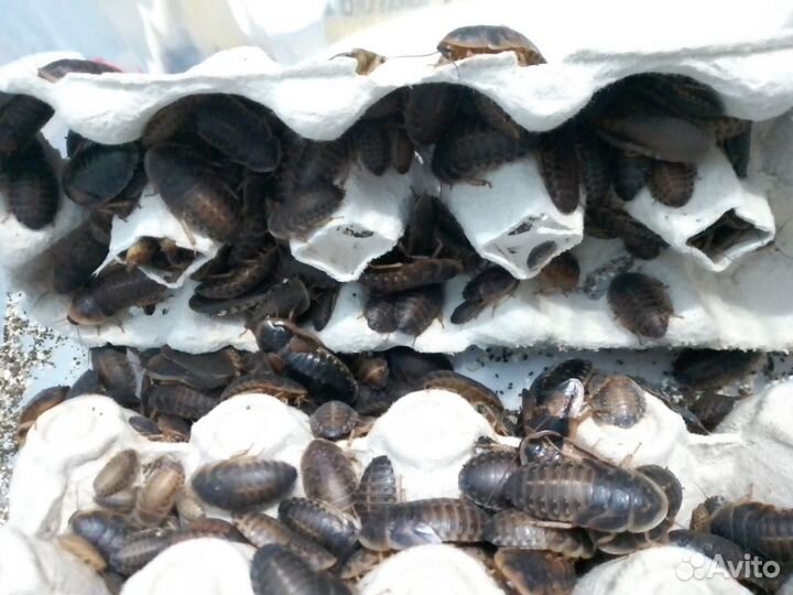 Аргентинские тараканы (Blaptikca dubia)