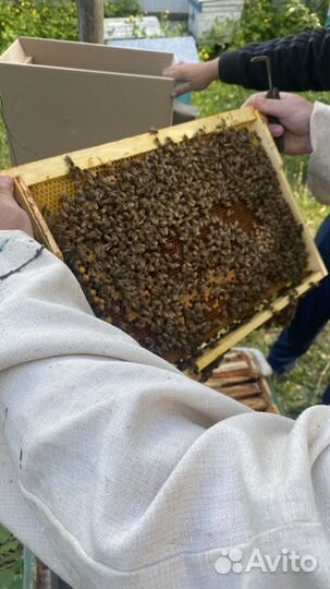 Пчелопакеты на 2023 год ВДНХ