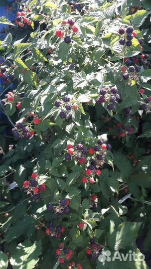 Ежевика-малина