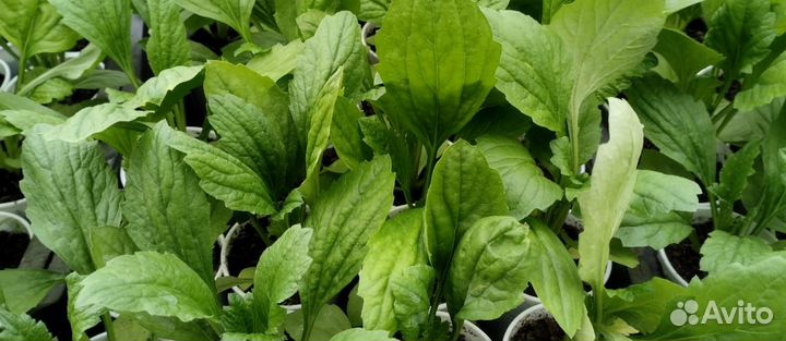 Продается Рассада: помидор, огурцов, перцев, клубн