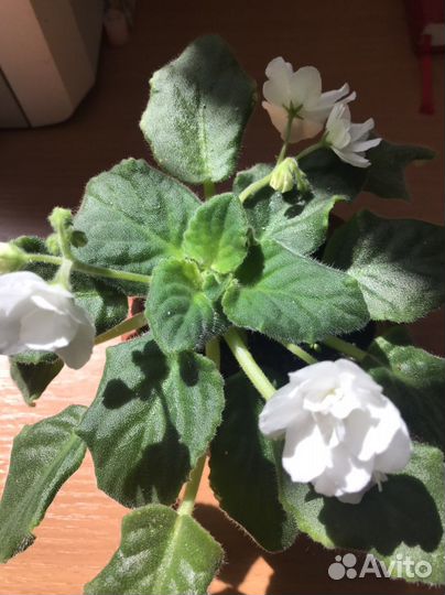 Цветы для дома