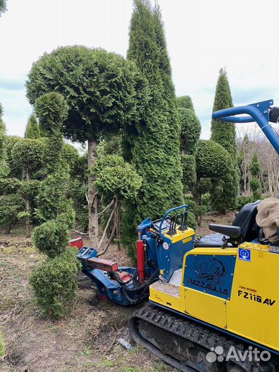 Пересадчик деревьев Pazzaglia FZ110, 2013