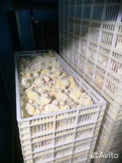 Бройлеры, Муларды, Утята, Гусята и Куры несушки