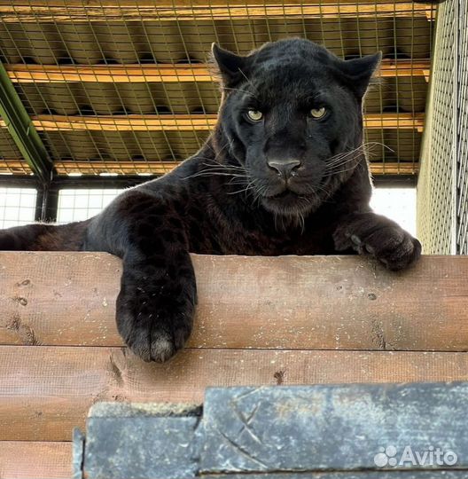 Экскурсия в Абхазию Парк львов+о.Рица