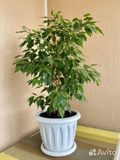 Фикус бенджамина