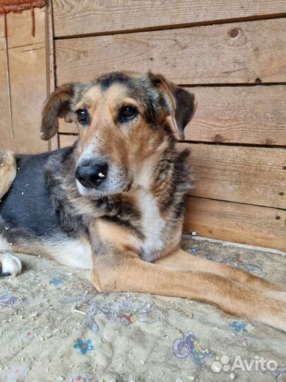 Собака которая не хочет жить и не верит человеку