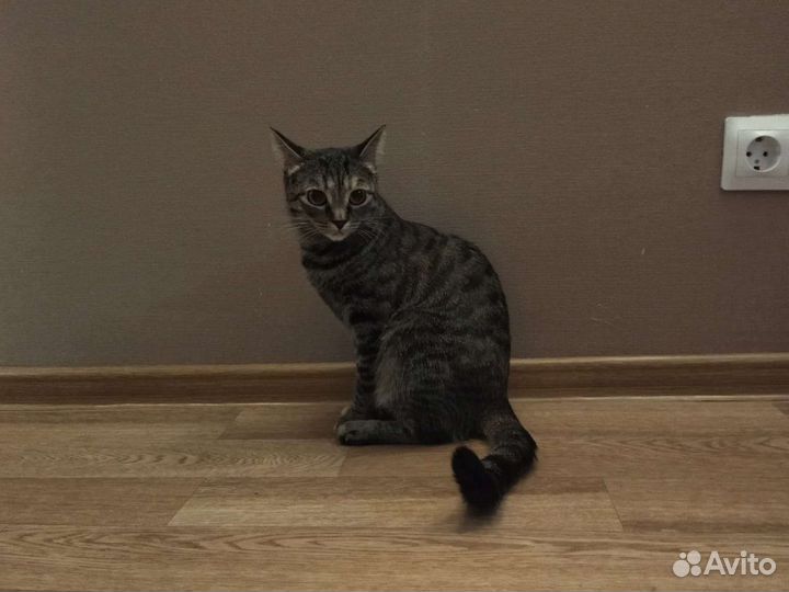 Кошка в дар