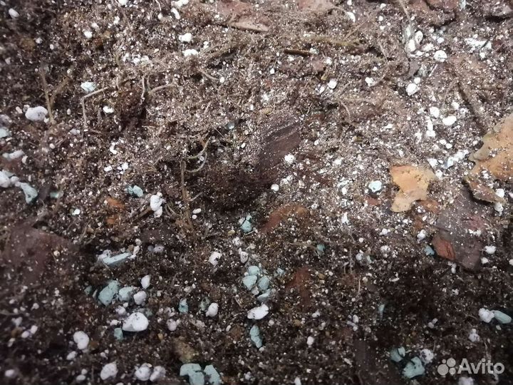 Грунт для папоротников, суккулентов