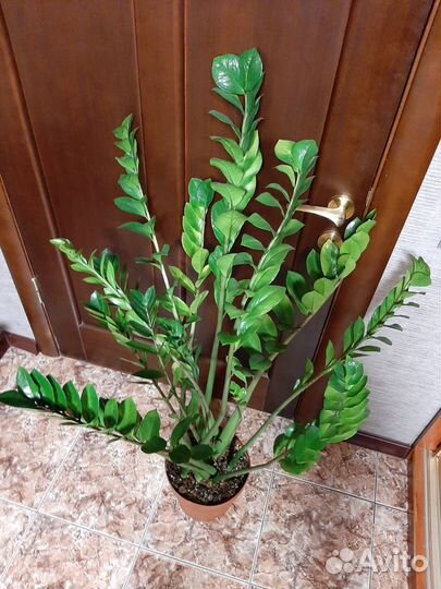 Замиокулькас. 130см