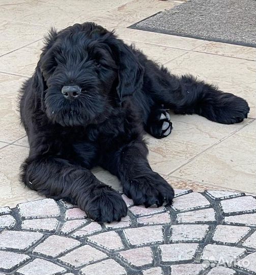 Чёрный тёрьер. Щенки известного питомника