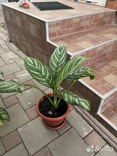 Комнатные цветы