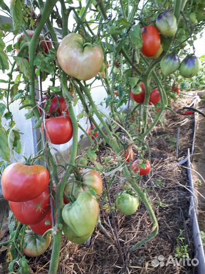 Помидоры, огурцы,картофель,чеснок,куриные яйца