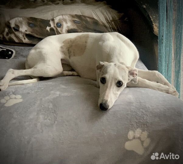 Щенок уиппета