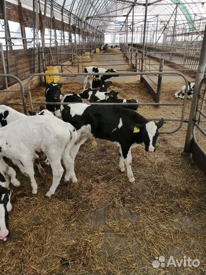 Телки, бычки