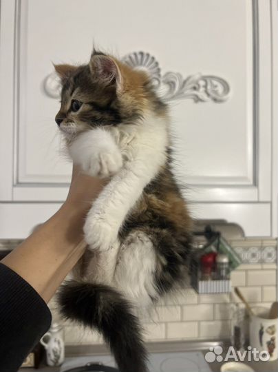 Котенок в добрые руки