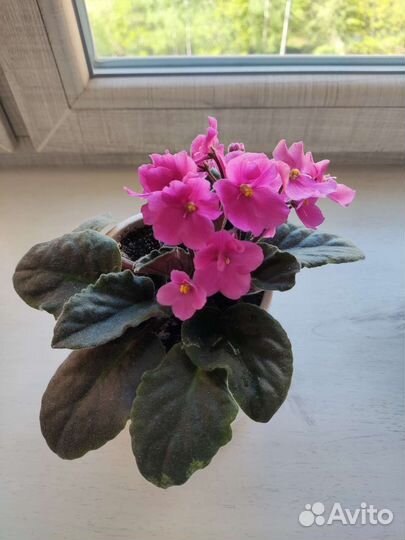 Фиалка листик