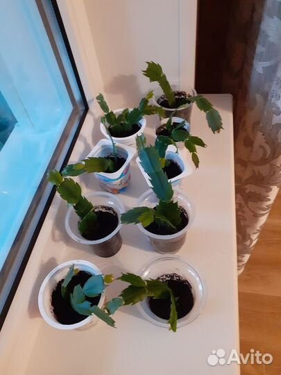 Декабристы