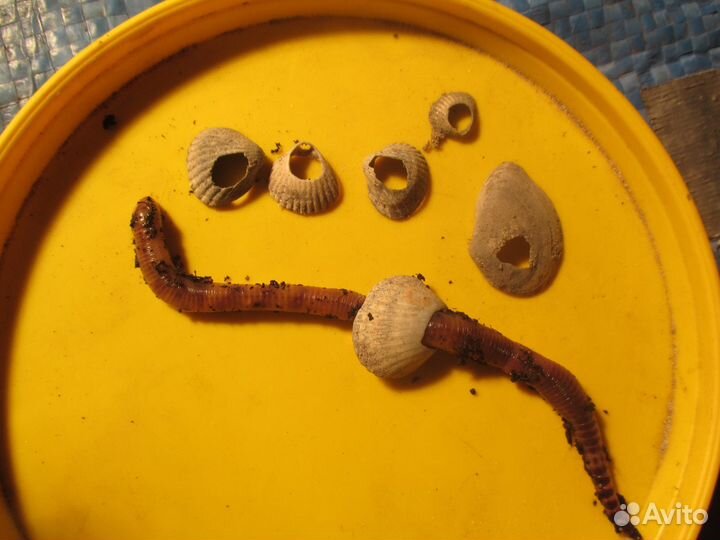 Дендробена венета - черви для рыбалки. Коконы