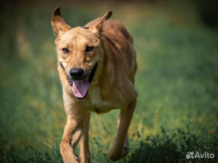 Собака в добрые руки отдам бесплатно
