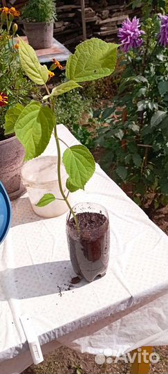 Гортензия, хризантемы