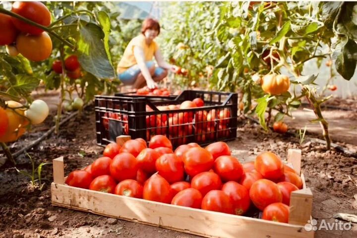 Вахта Тула с жильем от 25 смен Фасовщики в теплицу