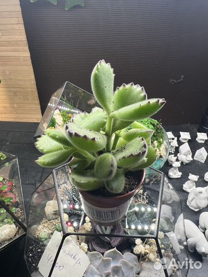 Котиледон суккуленты комнатные