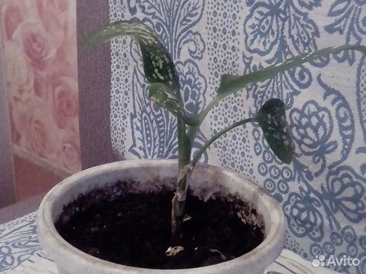 Диффенбахия