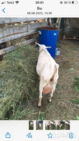 Козы дойные
