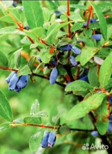 Куст жимолости