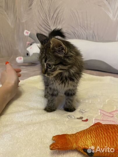 Котенок в добрые руки