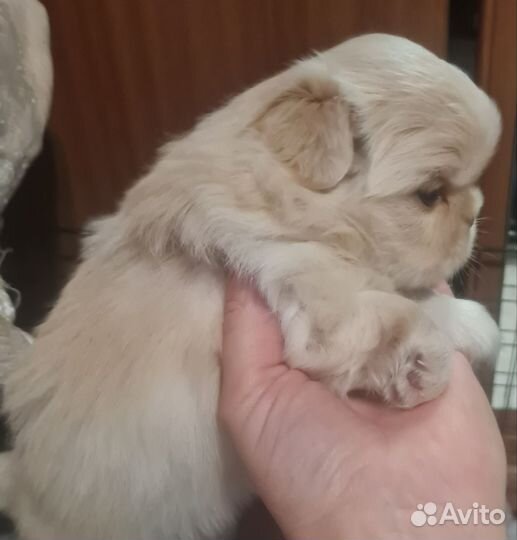 Щенки пекинеса