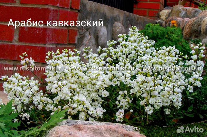 Почвопокровные растения