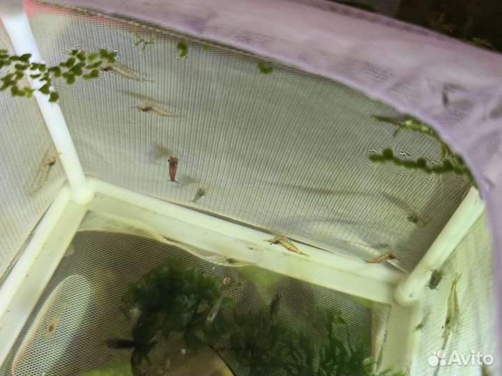 Аквариумные креветки, рыбки, растения