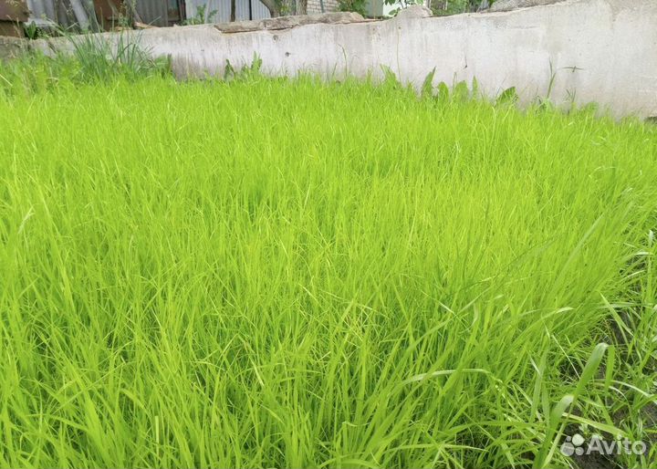 Семена газонной травы спорт