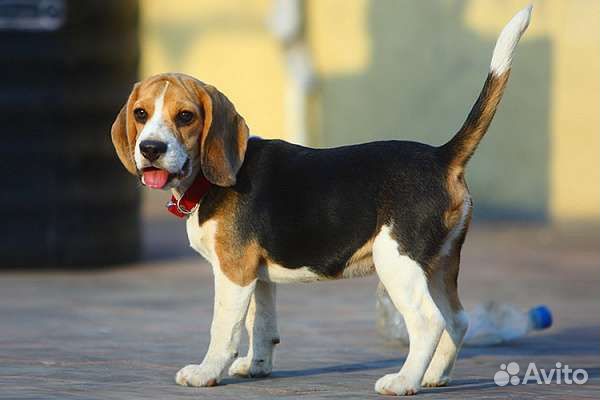 Выгул собак