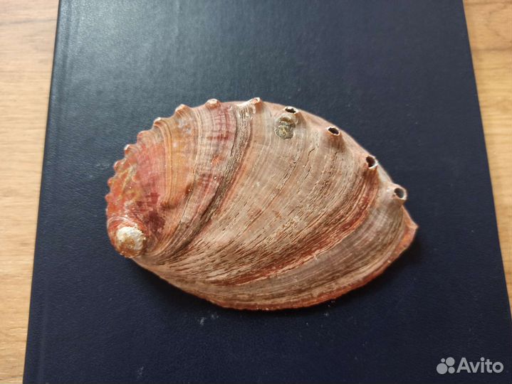 Морская раковина