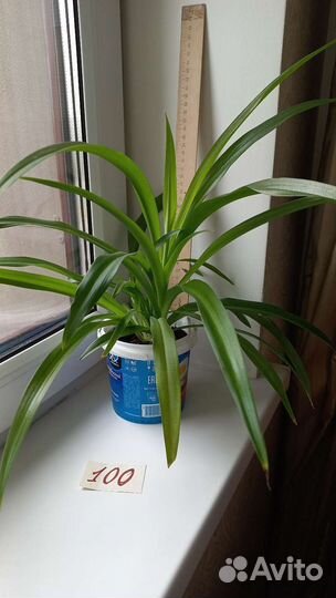 Хлорофитум (комнатные растения)