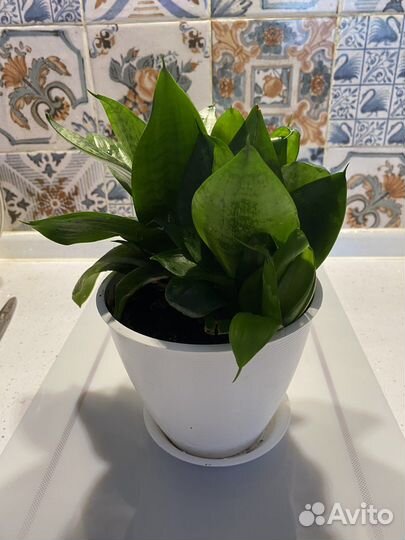 Папоротник