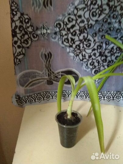 Индийский лук